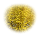 나무 : 은행나무